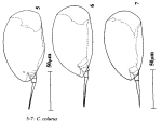 Colurella colurus