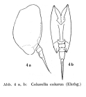 Colurella colurus