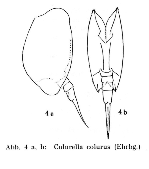 Colurella colurus Colurella colurus