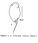 Colurella colurus