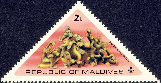 Madrepora oculata Madrepora oculata