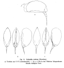 Colurella colurus