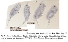 Colurella colurus
