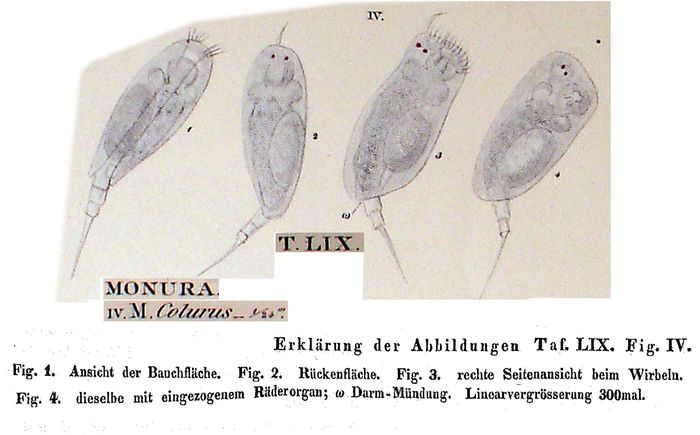 Colurella colurus Colurella colurus