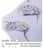 Colurella colurus