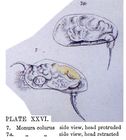Colurella colurus