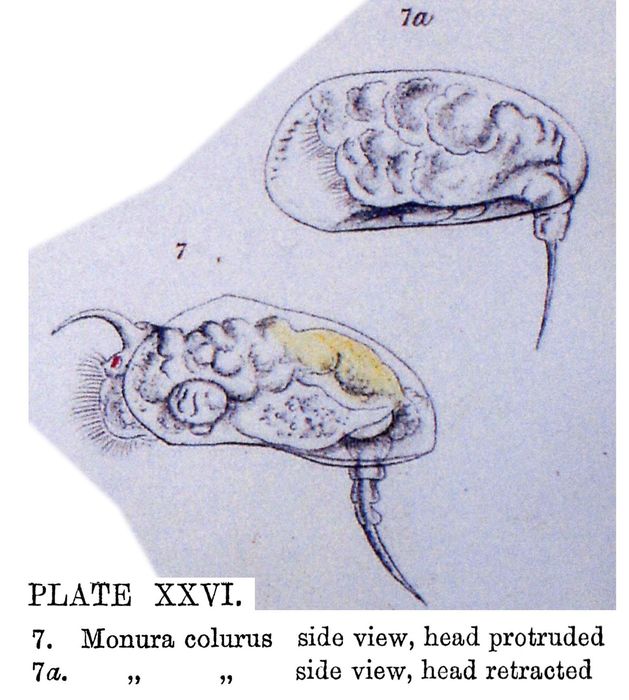 Colurella colurus Colurella colurus