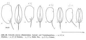 Colurella colurus