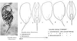Colurella colurus