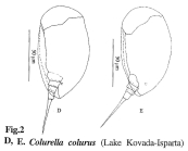 Colurella colurus