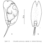 Colurella colurus