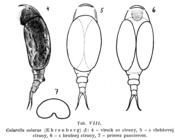 Colurella colurus