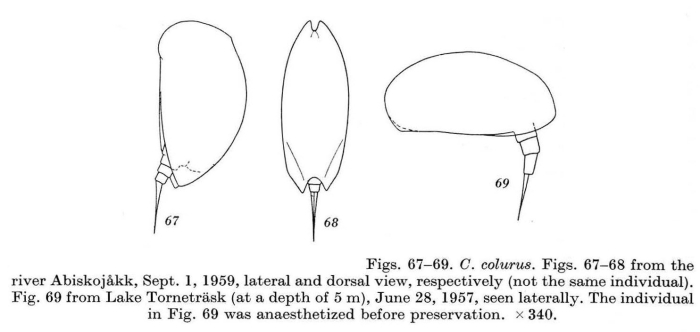 Colurella colurus Colurella colurus