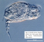 Colurella colurus