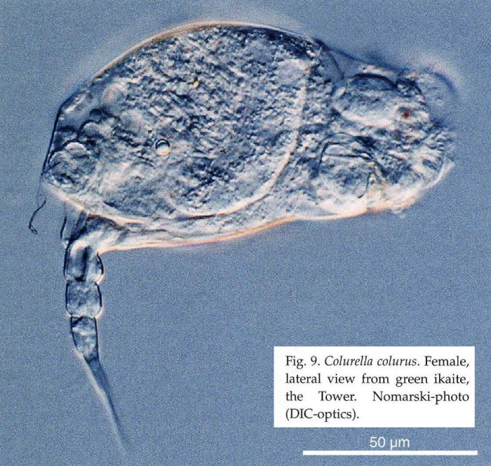 Colurella colurus Colurella colurus