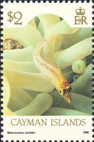 Malacoctenus boehlkei Malacoctenus boehlkei