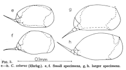 Colurella colurus