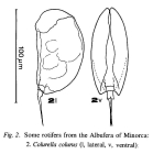 Colurella colurus