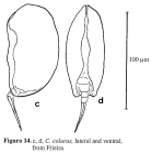Colurella colurus