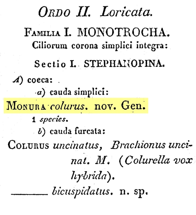 Colurella colurus - Original description image