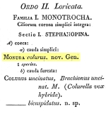 Colurella colurus