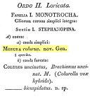 Colurella colurus