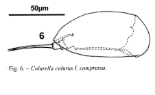 Colurella colurus compressa