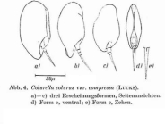 Colurella colurus compressa
