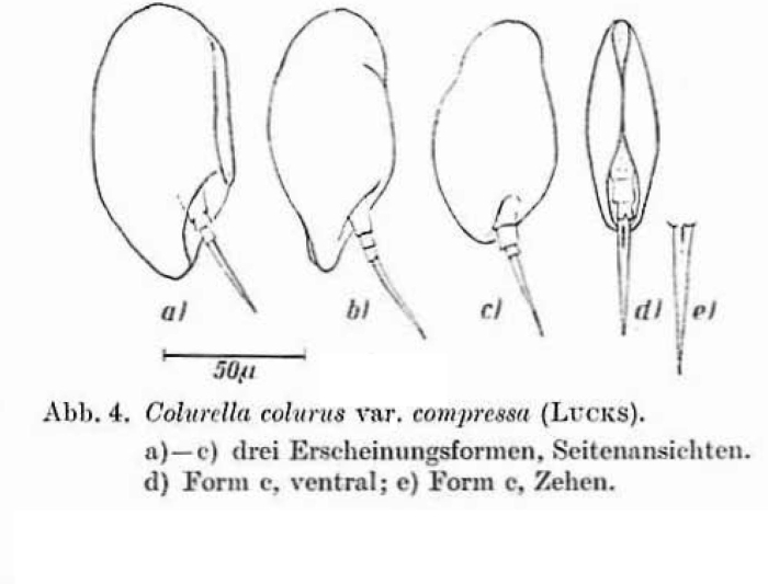 Colurella colurus compressa Colurella colurus compressa