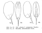 Colurella colurus compressa