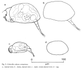 Colurella colurus compressa