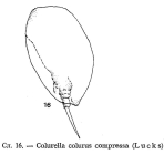 Colurella colurus compressa