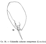 Colurella colurus compressa