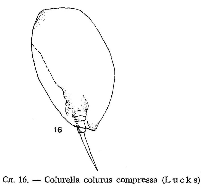Colurella colurus compressa Colurella colurus compressa