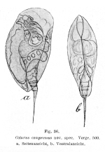 Colurella colurus compressa