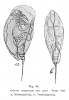 Colurella colurus compressa