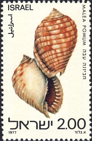 Malea pomum Malea pomum