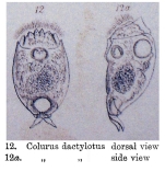 Colurella dactylota - Original description image