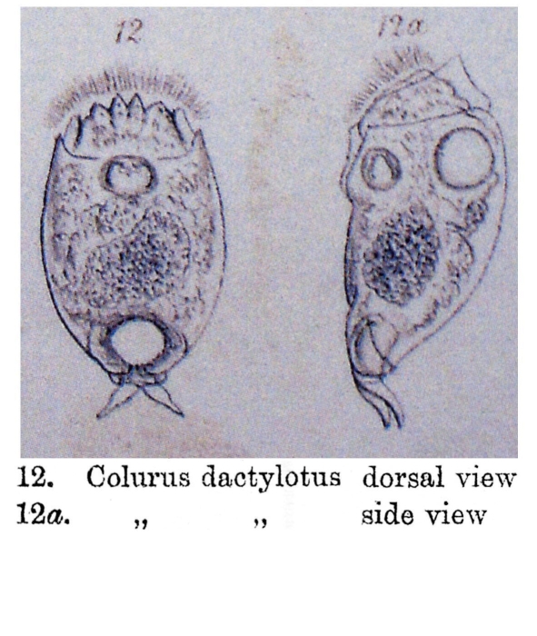 Colurella dactylota