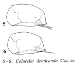 Colurella denticauda