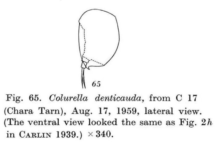 Colurella denticauda