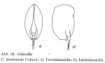 Colurella denticauda