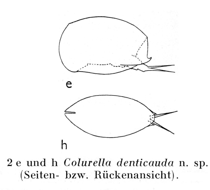 Colurella denticauda - Original description image