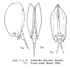 Colurella dicentra