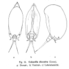 Colurella dicentra