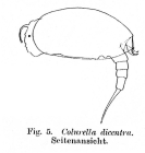 Colurella dicentra