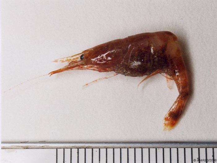 Palaemonetes varians (Leach, 1814) Palaemonetes varians (Leach, 1814)