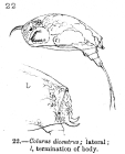 Colurella dicentra