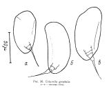 Colurella geophila