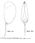 Colurella geophila